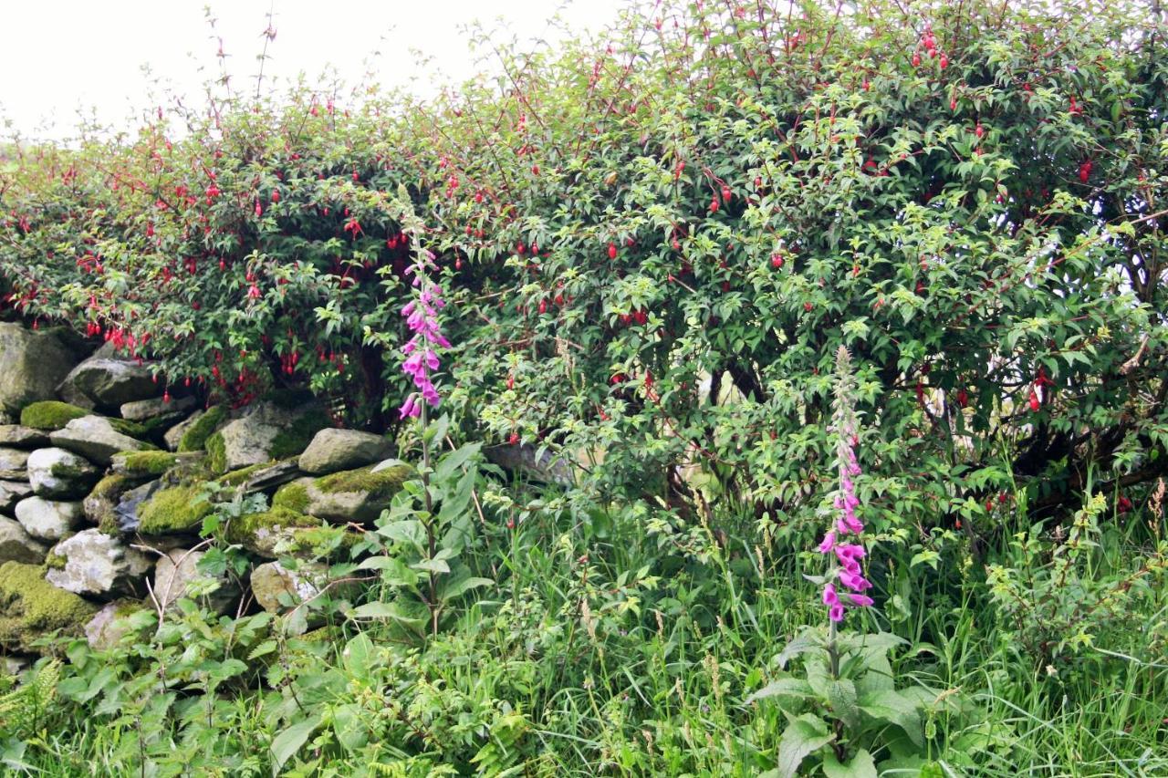 Wild Atlantic View Inishowen Greencastle  Ngoại thất bức ảnh